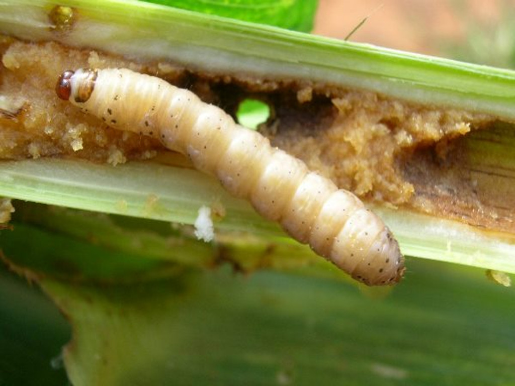 plant-biotechnology-know-your-pest-maize-stem-borer-complex